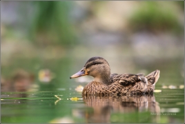 <p>KACHNA DIVOKÁ (Anas platyrhynchos) /Mallard - Stockente/</p>